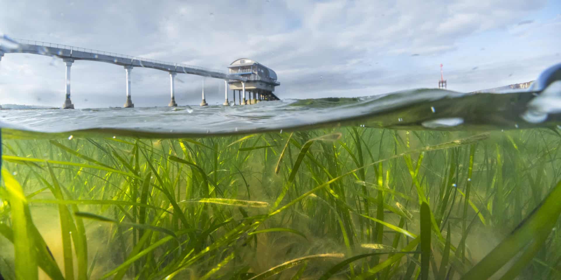 Seagrass Meadow Bembridge Theo Vickers