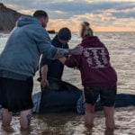 Stranded pilot boat whale Paul Blackley