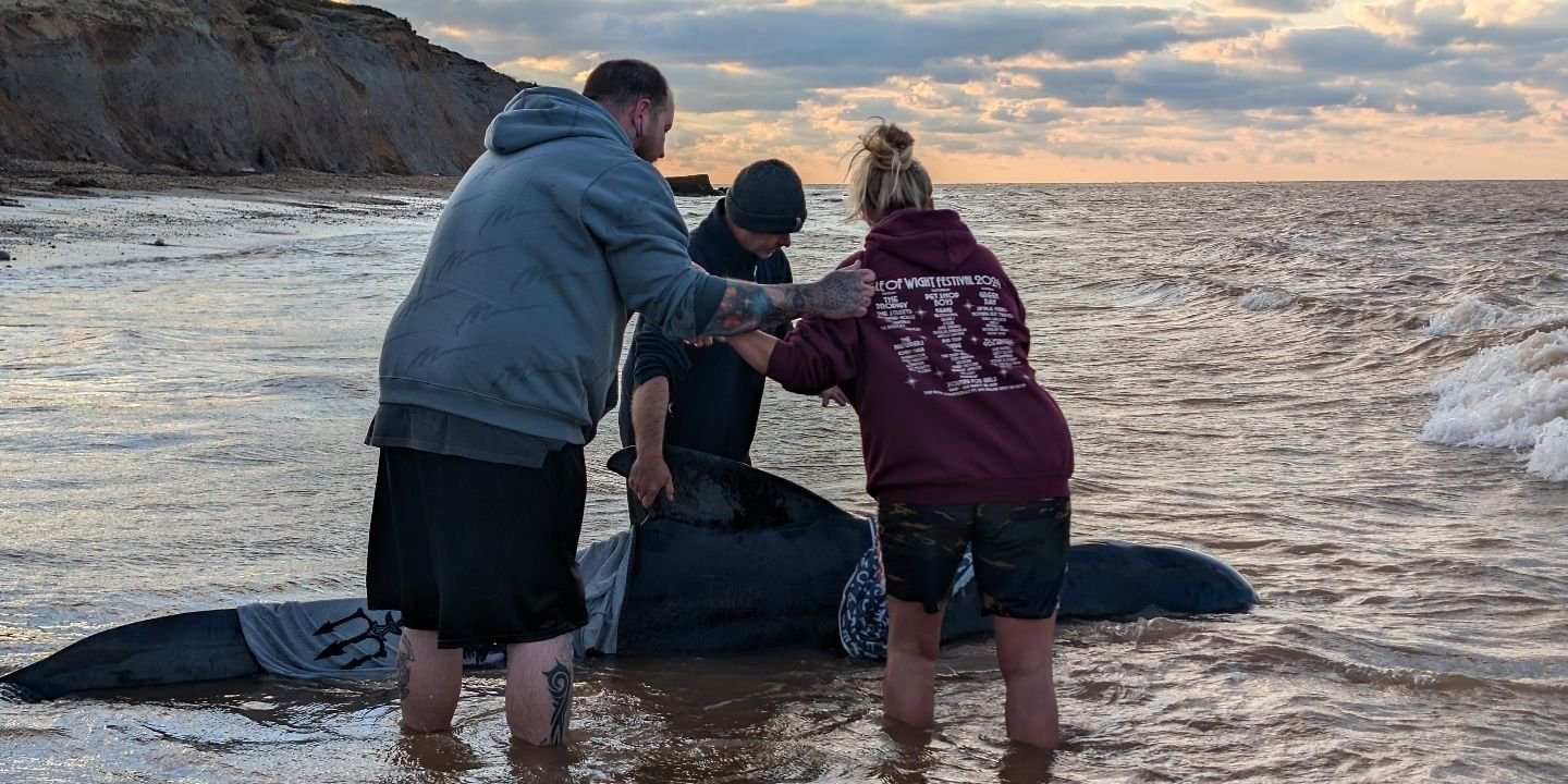 Stranded pilot boat whale Paul Blackley