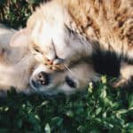 cat and puppy having a cuddle