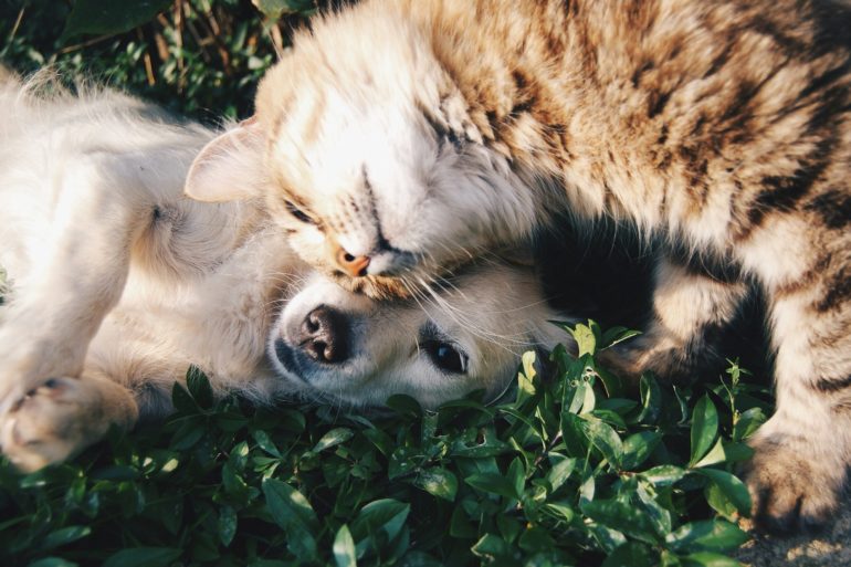 cat and puppy having a cuddle