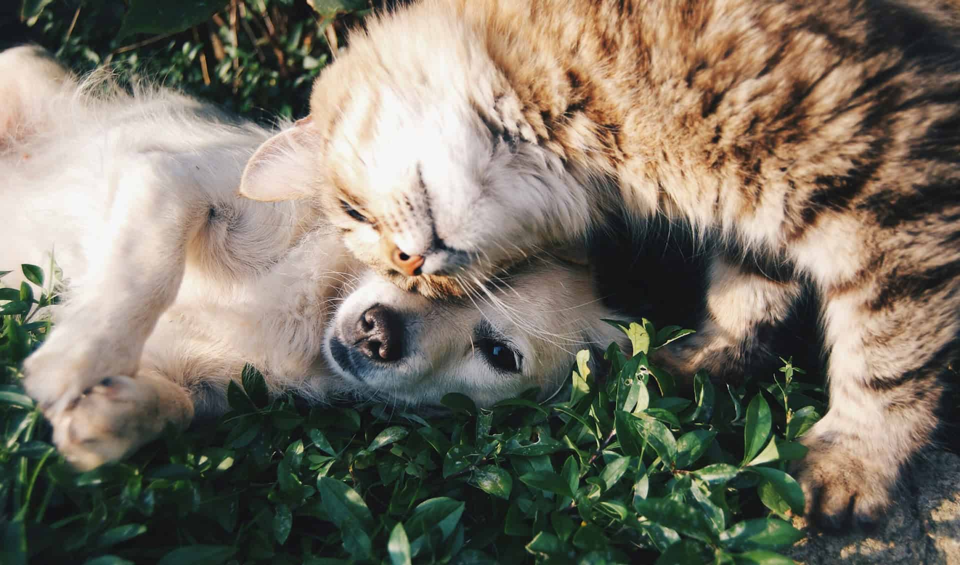 cat and puppy having a cuddle