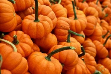 pumpkins