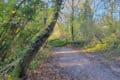 Tree down across Wootton cycle track