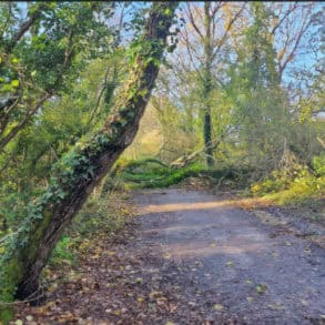 Tree down across Wootton cycle track