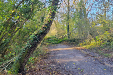 Tree down across Wootton cycle track