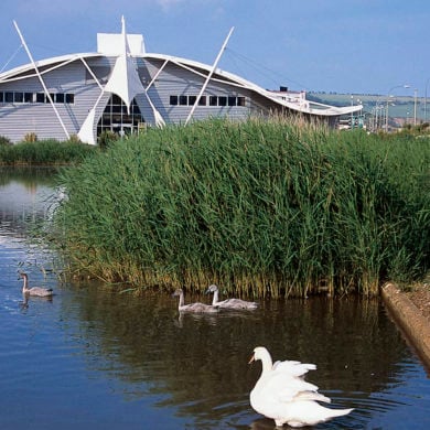 Dinosaur Isle exterior with swans in foreground