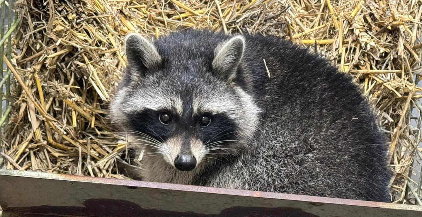 Fourth raccoon