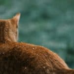 Ginger Cat with snow flakes on its back by remi muller