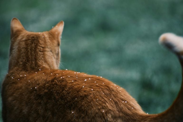 Ginger Cat with snow flakes on its back by remi muller