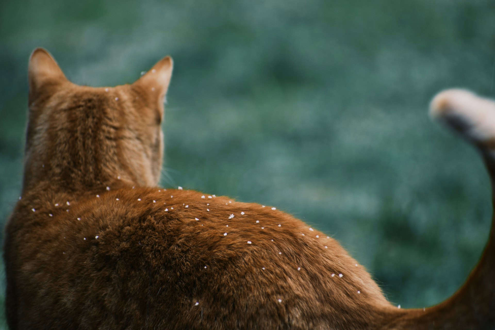 Ginger Cat with snow flakes on its back by remi muller