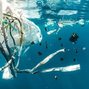 School of fish swimming near plastic pollution