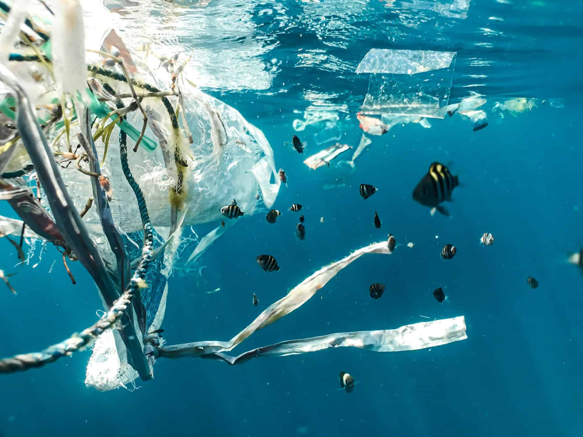 School of fish swimming near plastic pollution