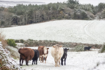 West Wight snow scene