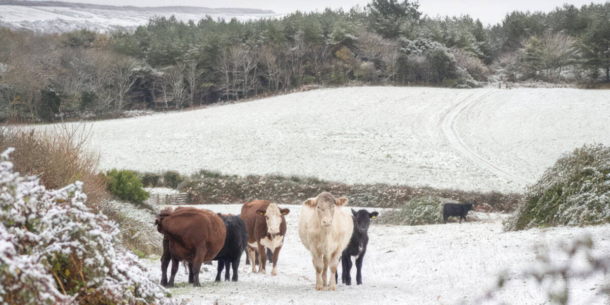 West Wight snow scene