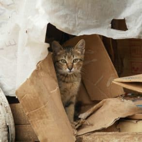 cat in rubbish and boxes