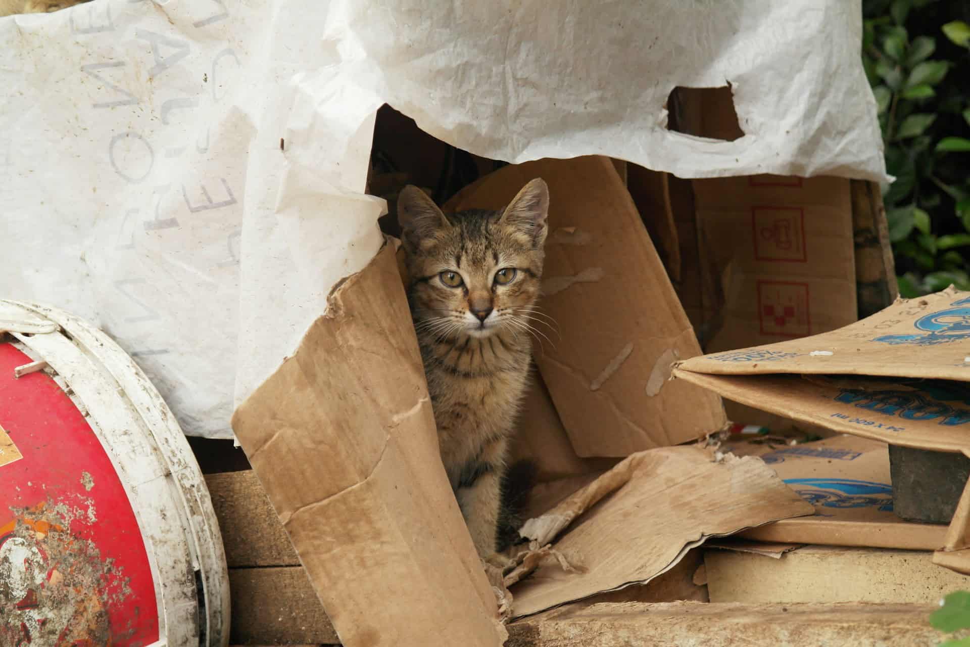 cat in rubbish and boxes