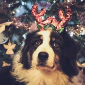 dog wearing christmas antlers in front of christmas tree