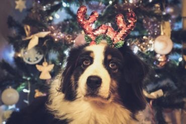 dog wearing christmas antlers in front of christmas tree