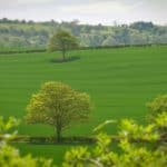 green fields and trees