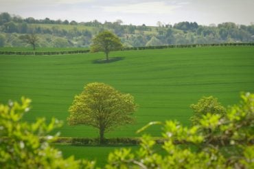 green fields and trees