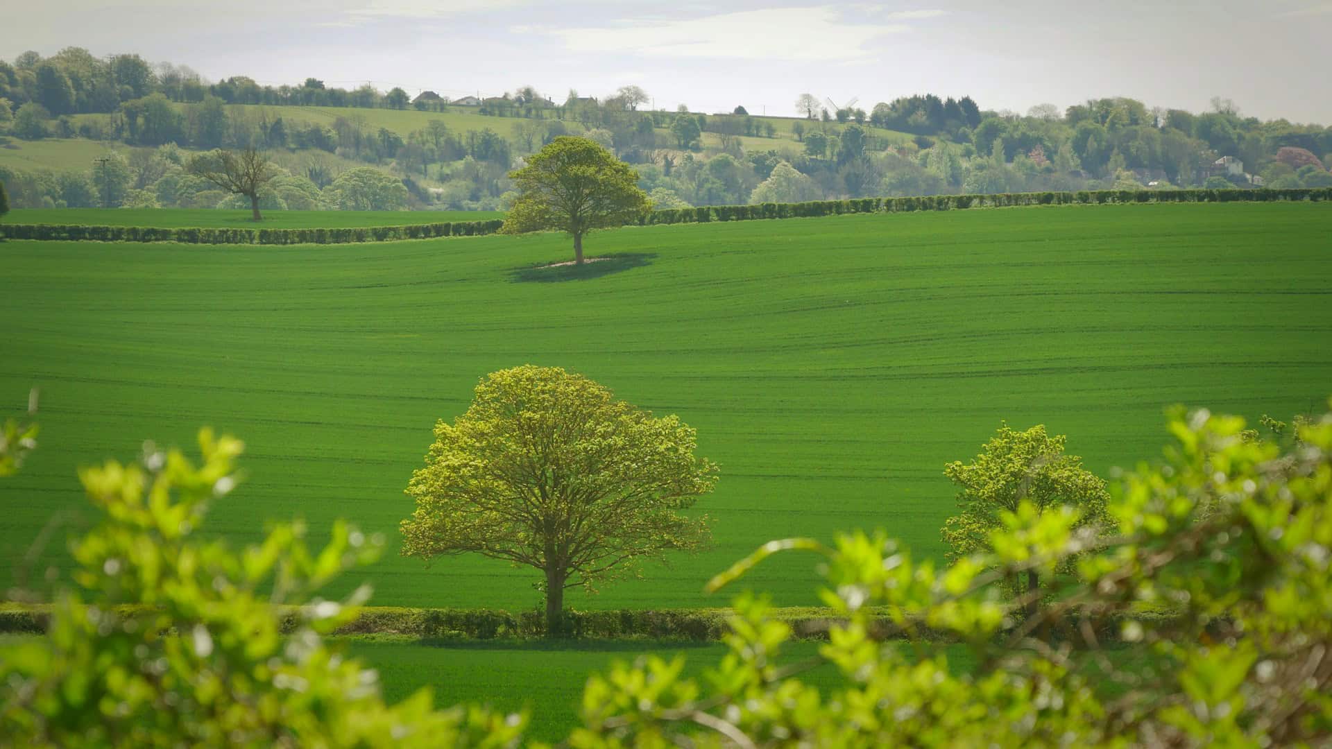 green fields and trees