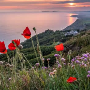 poppies in the field at sunset looking west from Chale