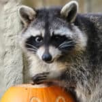 raccoon eating from a pumpkin - amazon world