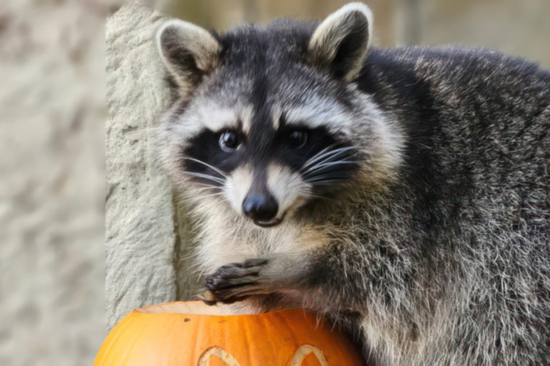 raccoon eating from a pumpkin - amazon world