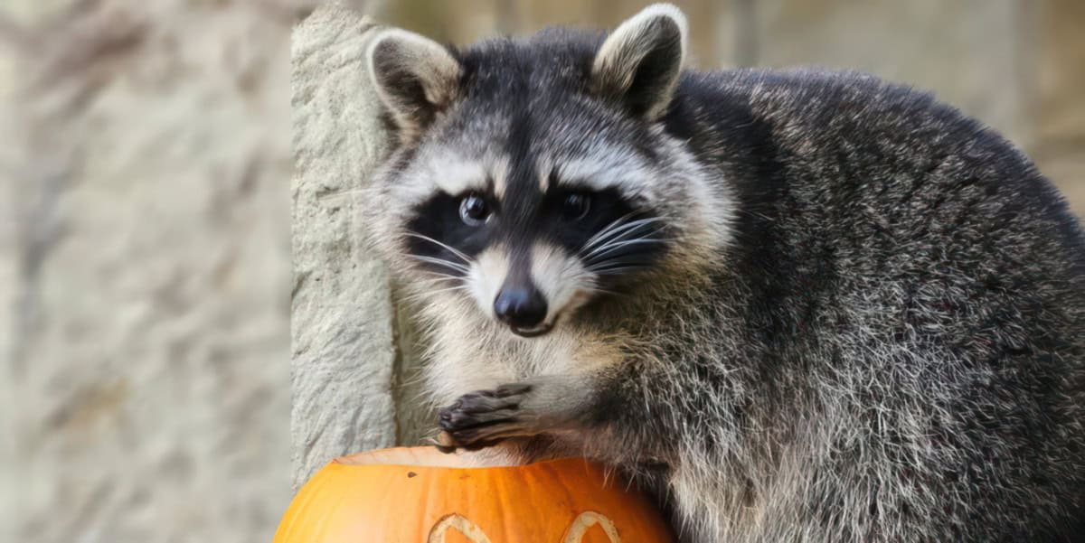 raccoon eating from a pumpkin - amazon world