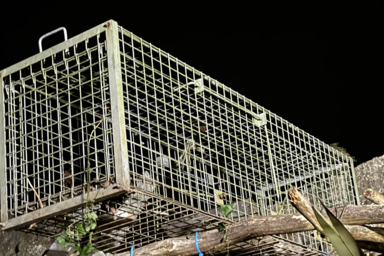 raccoon in cage