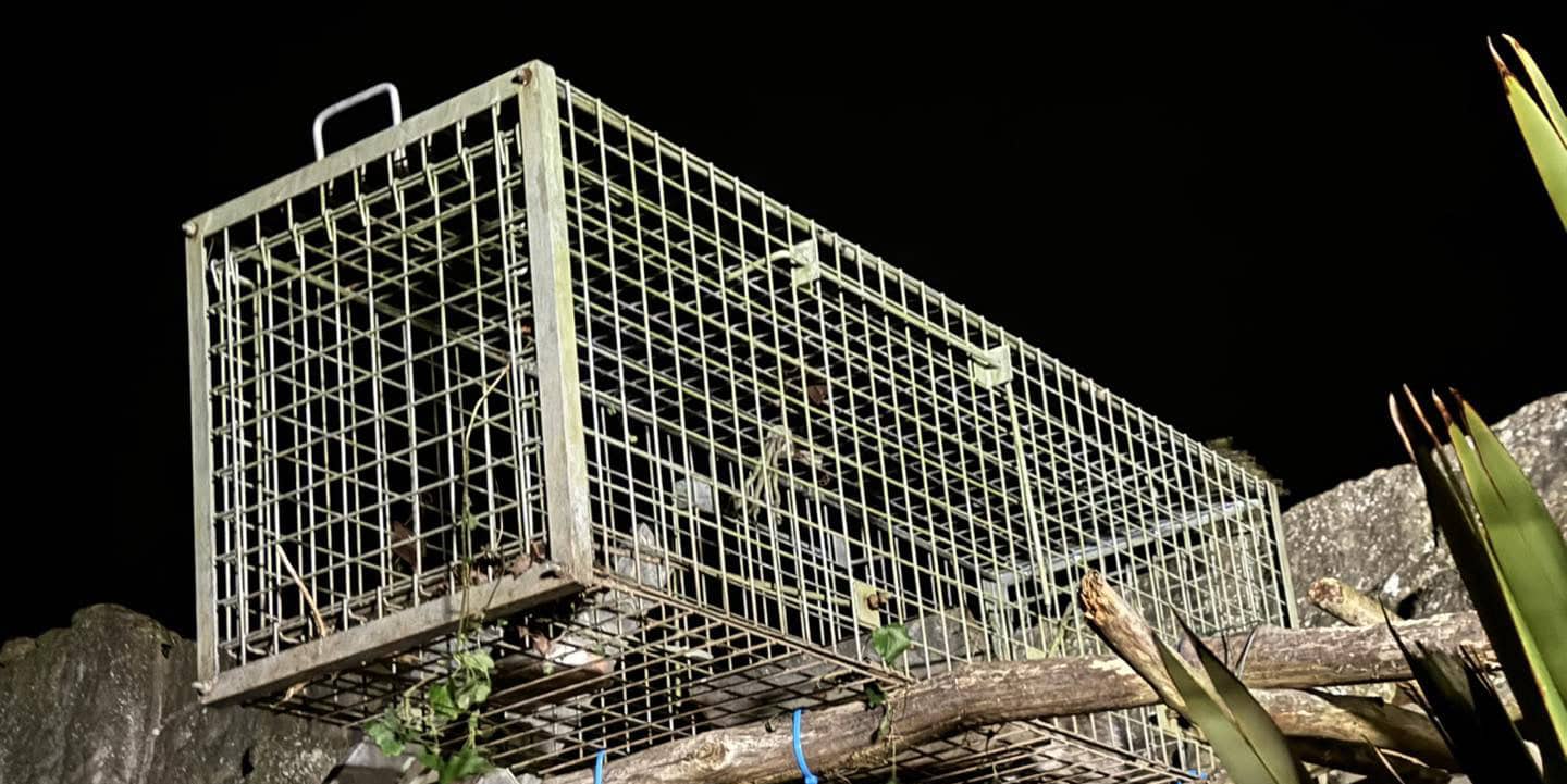 raccoon in cage