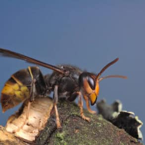 Asian Hornet