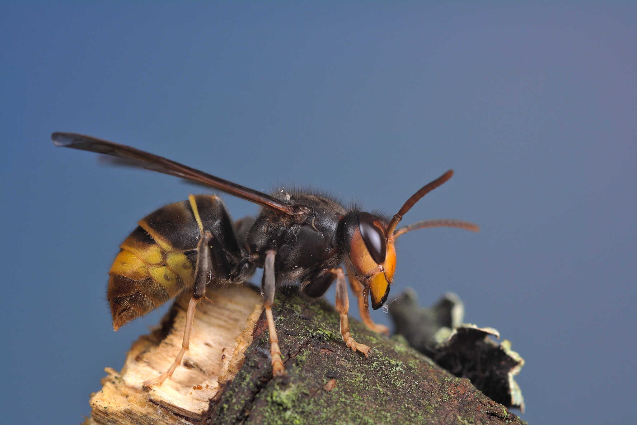 Asian Hornet