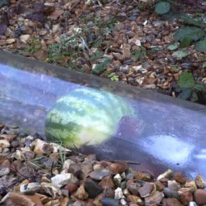 Jet equipment in a transparent tube shifting a melon to demonstrate how fatbergs are unblocked from sewers