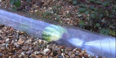 Jet equipment in a transparent tube shifting a melon to demonstrate how fatbergs are unblocked from sewers