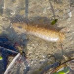 a mantis shrimp in seagrass