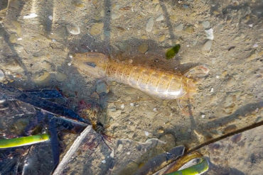 a mantis shrimp in seagrass