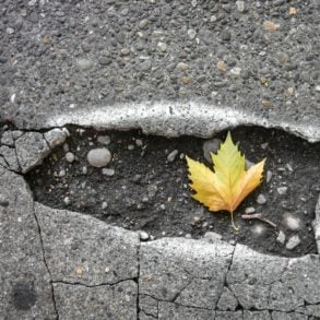 Maple leaf in a pothole