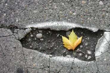 Maple leaf in a pothole