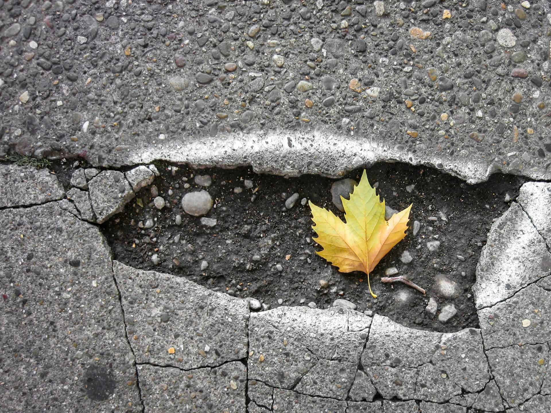 Maple leaf in a pothole