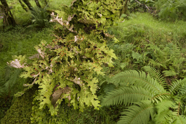 Tree lung wort ©Niall Benvie WTML