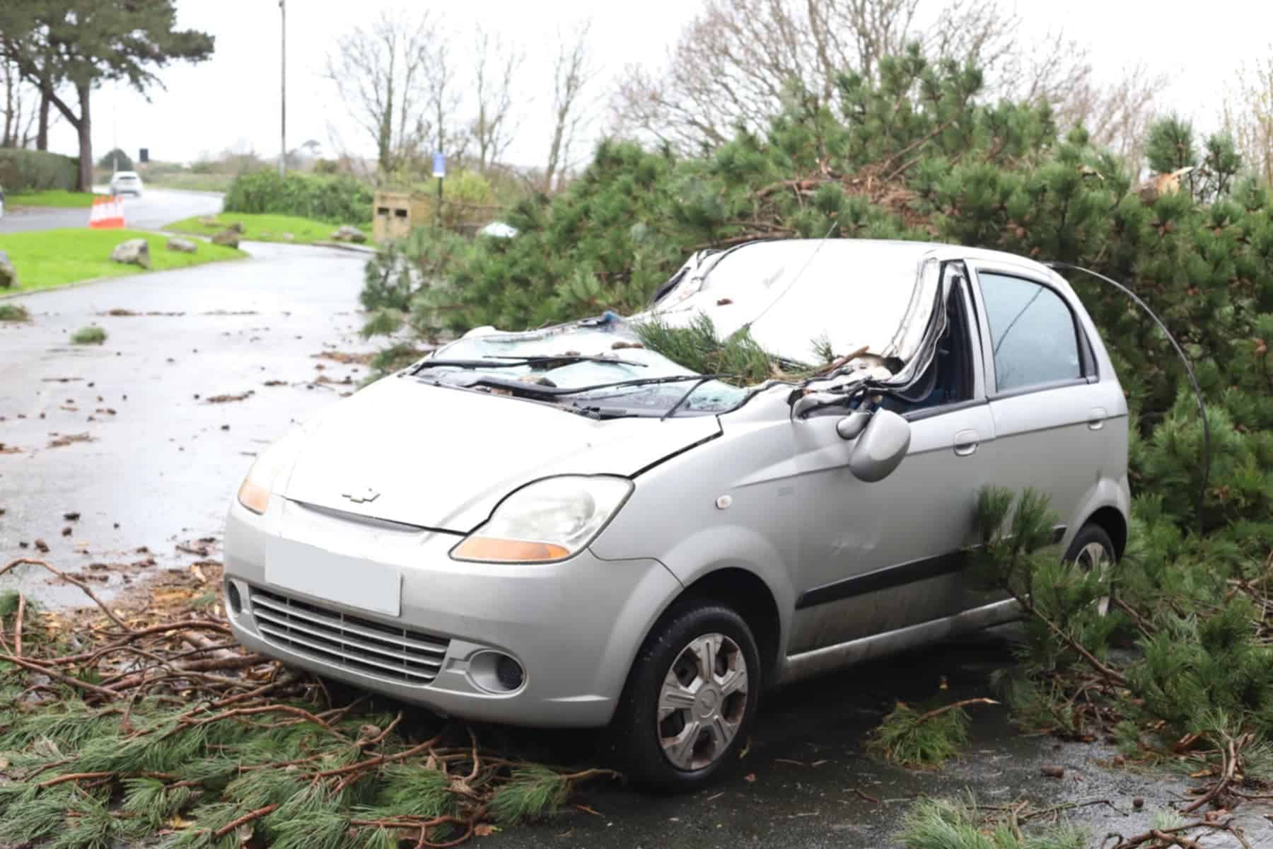 car crushed by a fallen pine tree in bouldnor car park