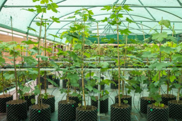 Sycamore saplings growing at conservation centre