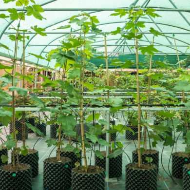 Sycamore saplings growing at conservation centre