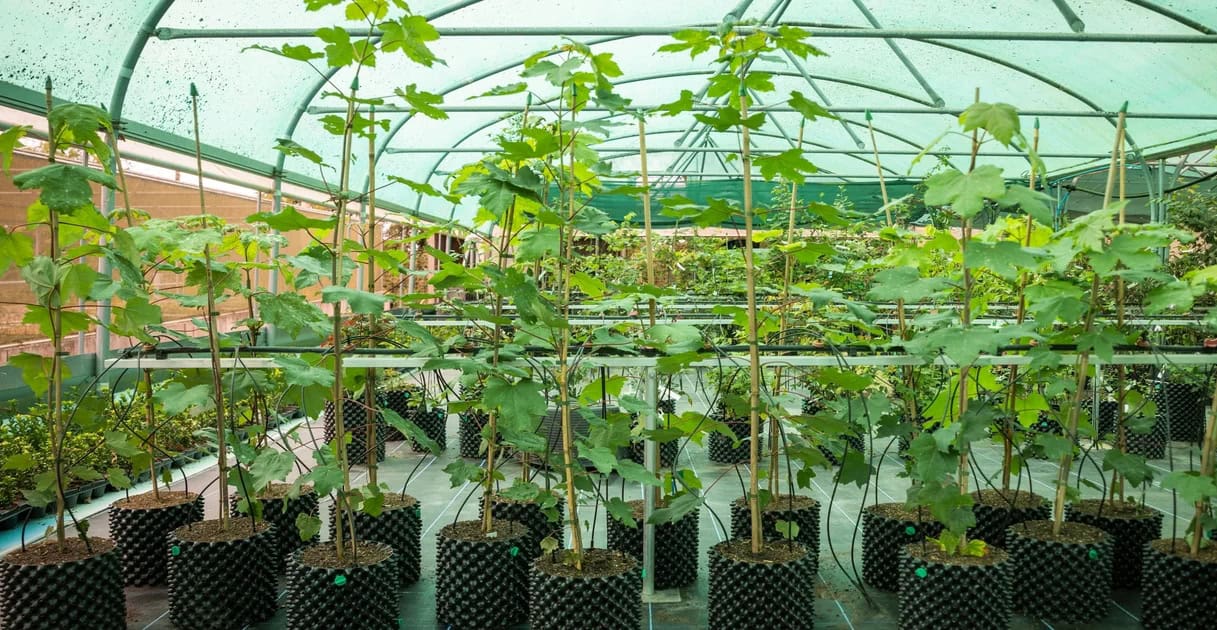 Sycamore saplings growing at conservation centre