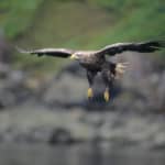 White-tailed Sea Eagle © Laurie Campbell