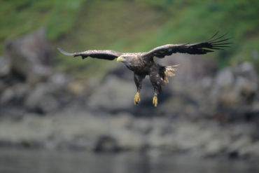 White-tailed Sea Eagle © Laurie Campbell