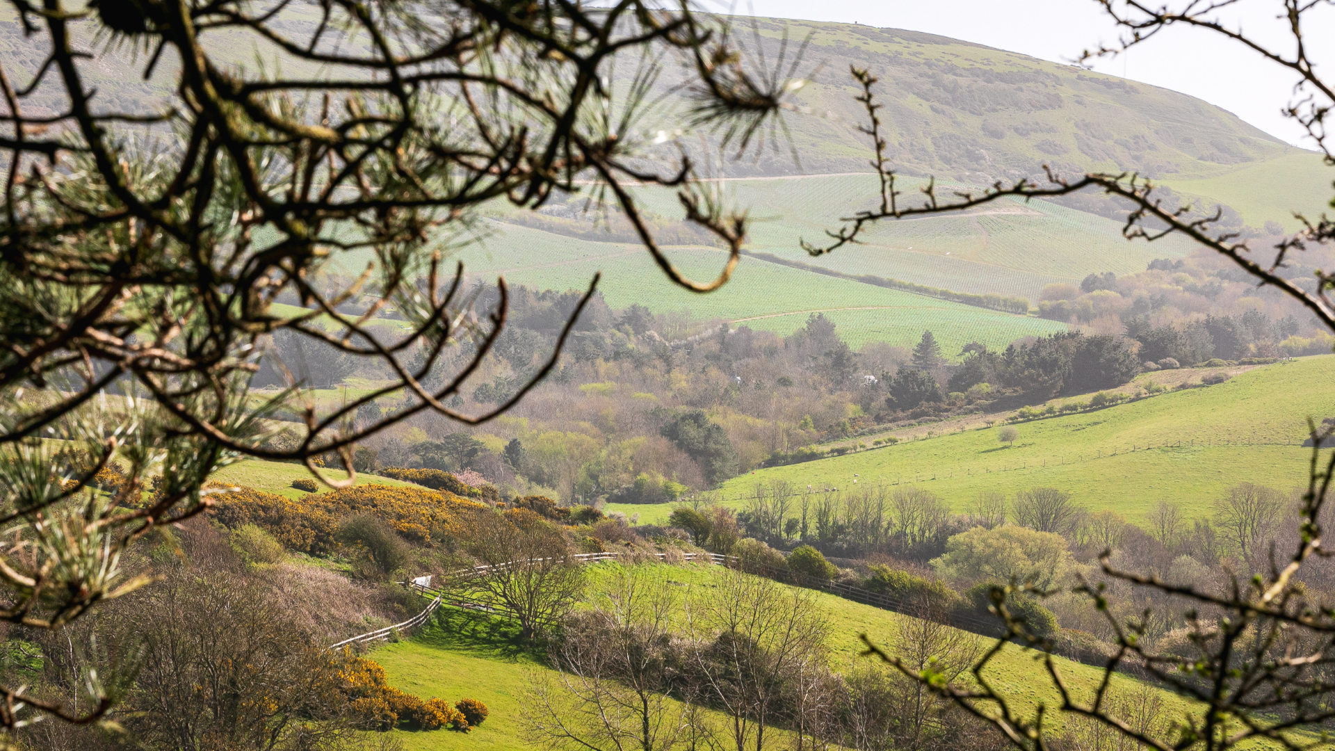 View out to surrounding landscape from Grammar's Wood