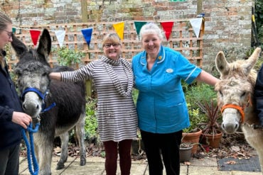 Donkeys at the care home